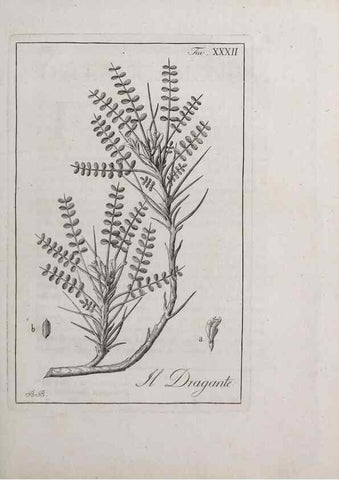 Reproducción/Reproduction 47281803171: Storia delle piante forastiere le più importanti nell'uso medico, od economico /. Milano :Nella stamperia di Giuseppe Marelli,1791-1794.. 