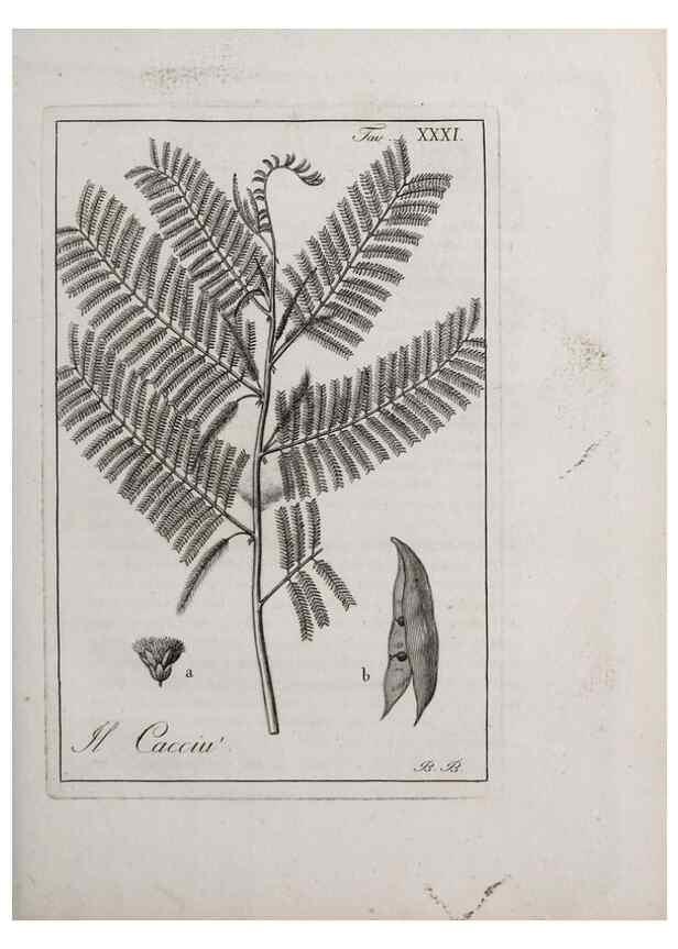 Reproducción/Reproduction 40317311983: Storia delle piante forastiere le più importanti nell'uso medico, od economico /. Milano :Nella stamperia di Giuseppe Marelli,1791-1794.. 