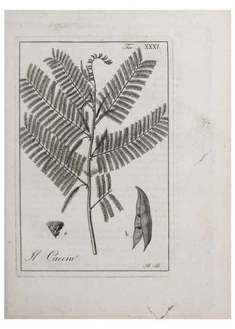 Reproducción/Reproduction 40317311983: Storia delle piante forastiere le più importanti nell'uso medico, od economico /. Milano :Nella stamperia di Giuseppe Marelli,1791-1794.. 
