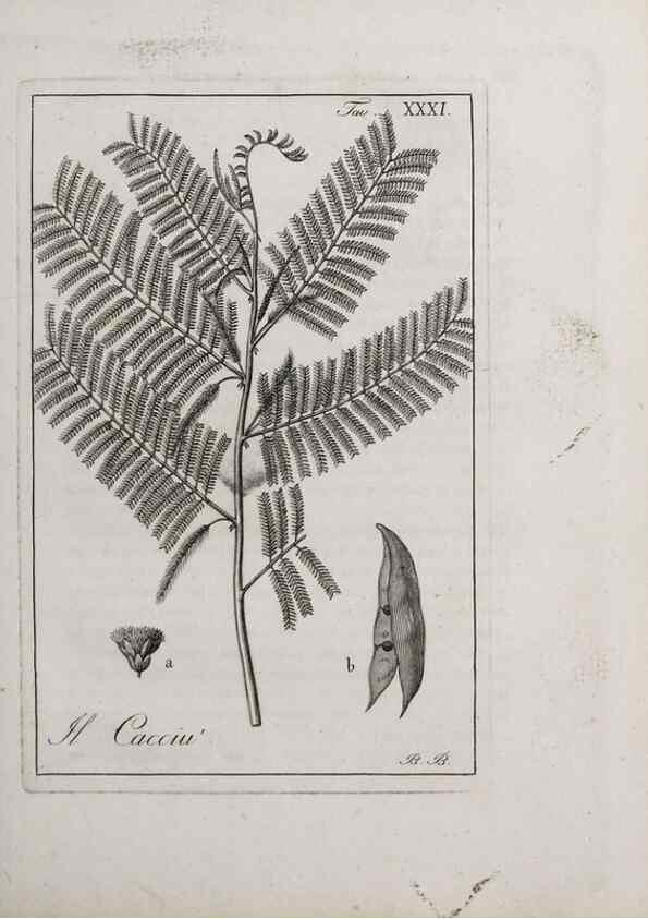Reproducción/Reproduction 40317311983: Storia delle piante forastiere le più importanti nell'uso medico, od economico /. Milano :Nella stamperia di Giuseppe Marelli,1791-1794.. 