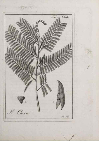 Reproducción/Reproduction 40317311983: Storia delle piante forastiere le più importanti nell'uso medico, od economico /. Milano :Nella stamperia di Giuseppe Marelli,1791-1794.. 