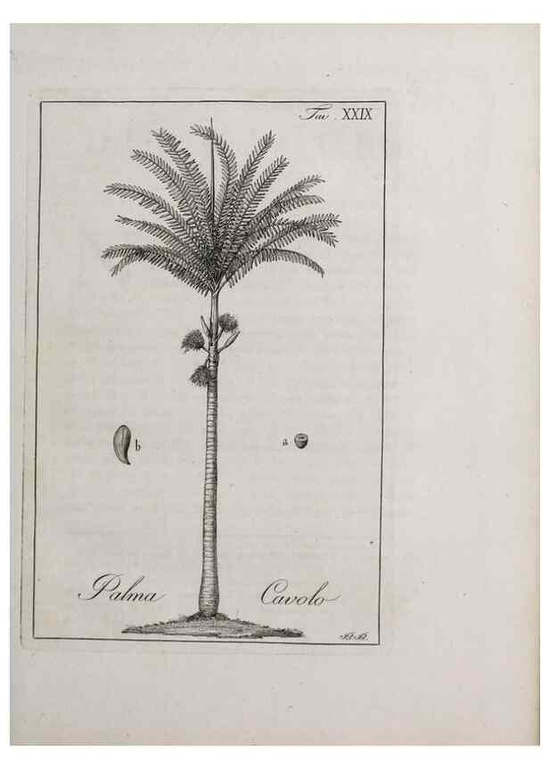 Reproducción/Reproduction 32340039217: Storia delle piante forastiere le più importanti nell'uso medico, od economico /. Milano :Nella stamperia di Giuseppe Marelli,1791-1794.. 