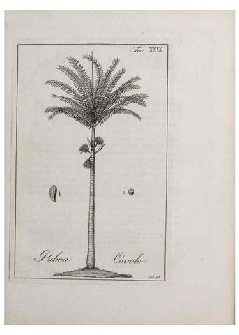 Reproducción/Reproduction 32340039217: Storia delle piante forastiere le più importanti nell'uso medico, od economico /. Milano :Nella stamperia di Giuseppe Marelli,1791-1794.. 