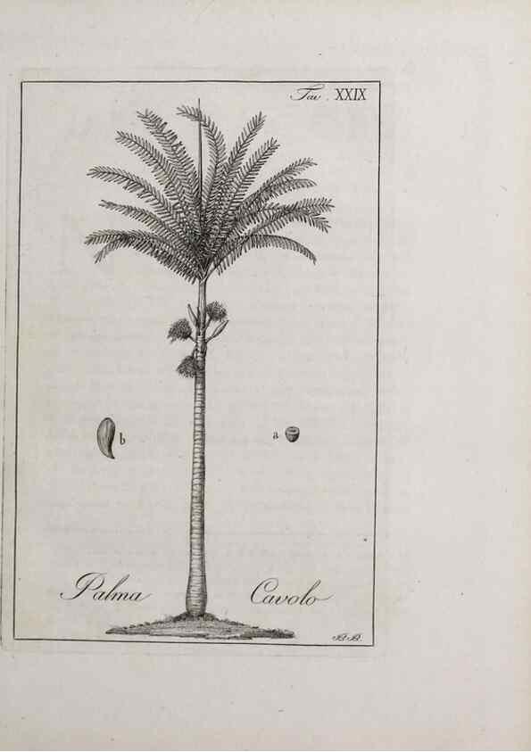 Reproducción/Reproduction 32340039217: Storia delle piante forastiere le più importanti nell'uso medico, od economico /. Milano :Nella stamperia di Giuseppe Marelli,1791-1794.. 