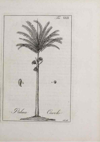 Reproducción/Reproduction 32340039217: Storia delle piante forastiere le più importanti nell'uso medico, od economico /. Milano :Nella stamperia di Giuseppe Marelli,1791-1794.. 