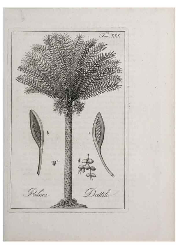 Reproducción/Reproduction 40317310883: Storia delle piante forastiere le più importanti nell'uso medico, od economico /. Milano :Nella stamperia di Giuseppe Marelli,1791-1794.. 