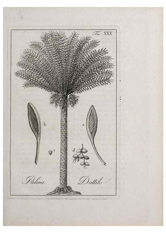 Reproducción/Reproduction 40317310883: Storia delle piante forastiere le più importanti nell'uso medico, od economico /. Milano :Nella stamperia di Giuseppe Marelli,1791-1794.. 