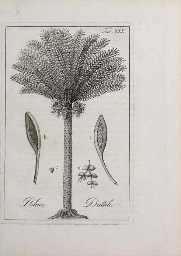 Reproducción/Reproduction 40317310883: Storia delle piante forastiere le più importanti nell'uso medico, od economico /. Milano :Nella stamperia di Giuseppe Marelli,1791-1794.. 
