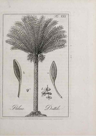 Reproducción/Reproduction 40317310883: Storia delle piante forastiere le più importanti nell'uso medico, od economico /. Milano :Nella stamperia di Giuseppe Marelli,1791-1794.. 
