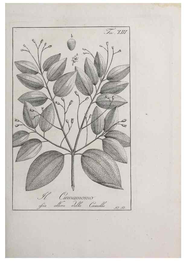 Reproducción/Reproduction 47229683022: Storia delle piante forastiere le più importanti nell'uso medico, od economico /. Milano :Nella stamperia di Giuseppe Marelli,1791-1794.. 
