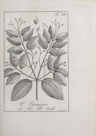 Reproducción/Reproduction 47229683022: Storia delle piante forastiere le più importanti nell'uso medico, od economico /. Milano :Nella stamperia di Giuseppe Marelli,1791-1794.. 