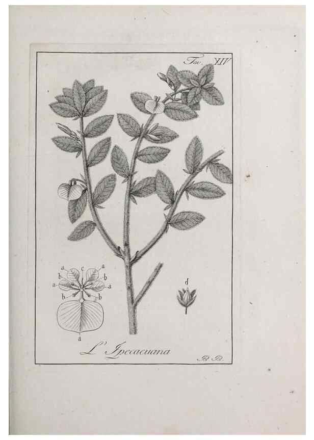 Reproducción/Reproduction 47281679091: Storia delle piante forastiere le più importanti nell'uso medico, od economico /. Milano :Nella stamperia di Giuseppe Marelli,1791-1794.. 