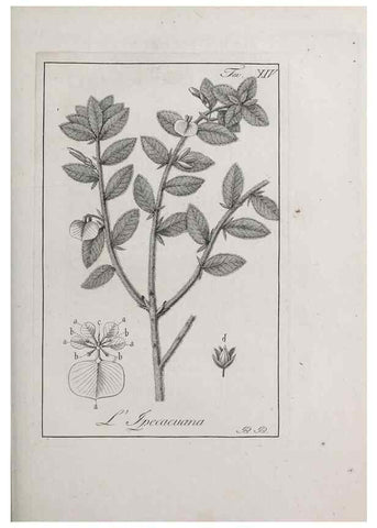 Reproducción/Reproduction 47281679091: Storia delle piante forastiere le più importanti nell'uso medico, od economico /. Milano :Nella stamperia di Giuseppe Marelli,1791-1794.. 