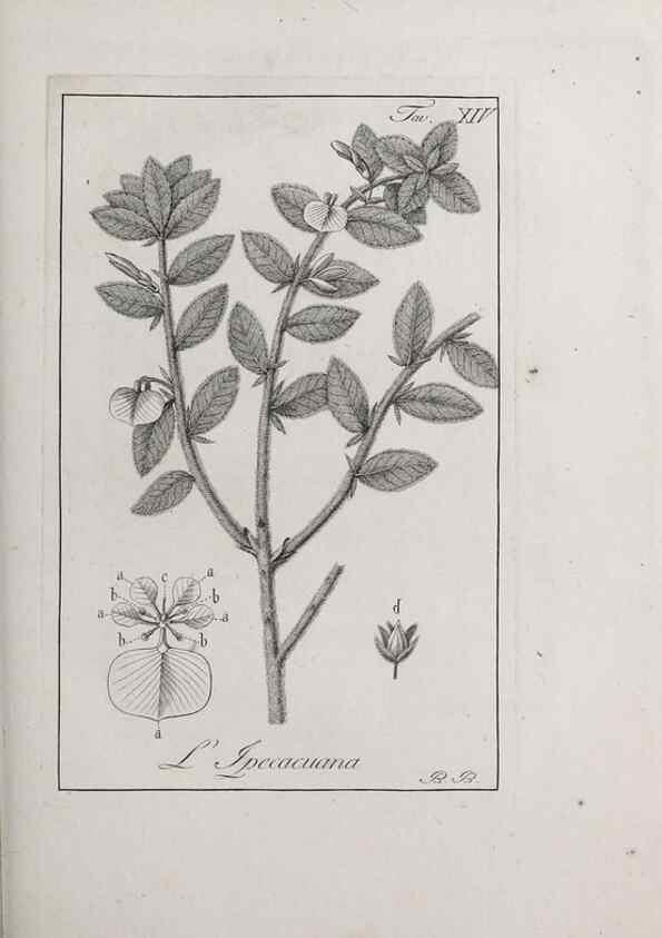 Reproducción/Reproduction 47281679091: Storia delle piante forastiere le più importanti nell'uso medico, od economico /. Milano :Nella stamperia di Giuseppe Marelli,1791-1794.. 