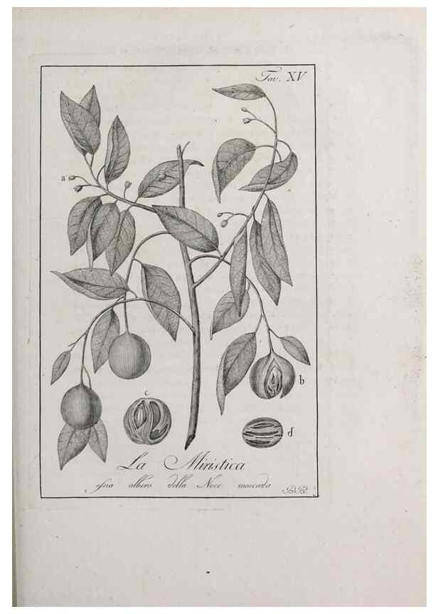 Reproducción/Reproduction 47229684642: Storia delle piante forastiere le più importanti nell'uso medico, od economico /. Milano :Nella stamperia di Giuseppe Marelli,1791-1794.. 