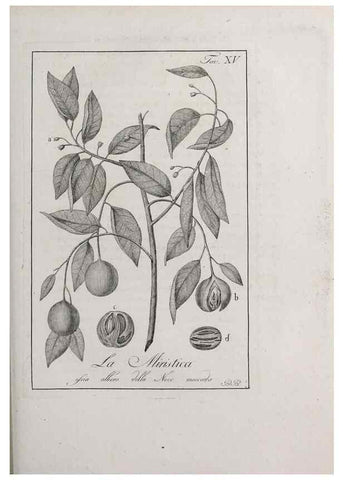 Reproducción/Reproduction 47229684642: Storia delle piante forastiere le più importanti nell'uso medico, od economico /. Milano :Nella stamperia di Giuseppe Marelli,1791-1794.. 