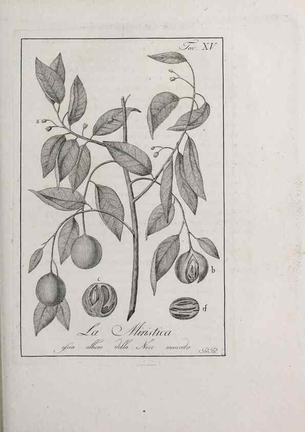 Reproducción/Reproduction 47229684642: Storia delle piante forastiere le più importanti nell'uso medico, od economico /. Milano :Nella stamperia di Giuseppe Marelli,1791-1794.. 