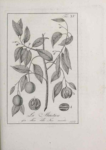 Reproducción/Reproduction 47229684642: Storia delle piante forastiere le più importanti nell'uso medico, od economico /. Milano :Nella stamperia di Giuseppe Marelli,1791-1794.. 
