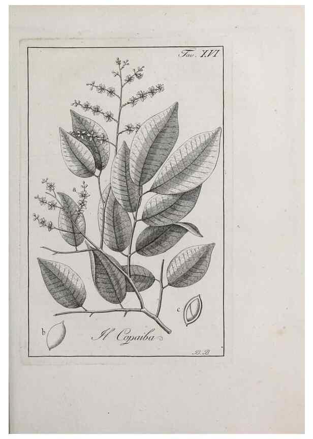 Reproducción/Reproduction 47281680501: Storia delle piante forastiere le più importanti nell'uso medico, od economico /. Milano :Nella stamperia di Giuseppe Marelli,1791-1794.. 