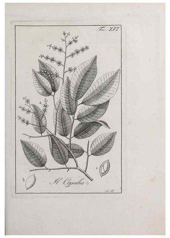 Reproducción/Reproduction 47281680501: Storia delle piante forastiere le più importanti nell'uso medico, od economico /. Milano :Nella stamperia di Giuseppe Marelli,1791-1794.. 