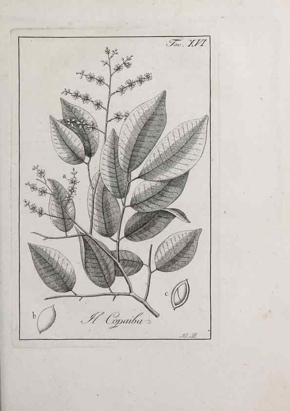 Reproducción/Reproduction 47281680501: Storia delle piante forastiere le più importanti nell'uso medico, od economico /. Milano :Nella stamperia di Giuseppe Marelli,1791-1794.. 