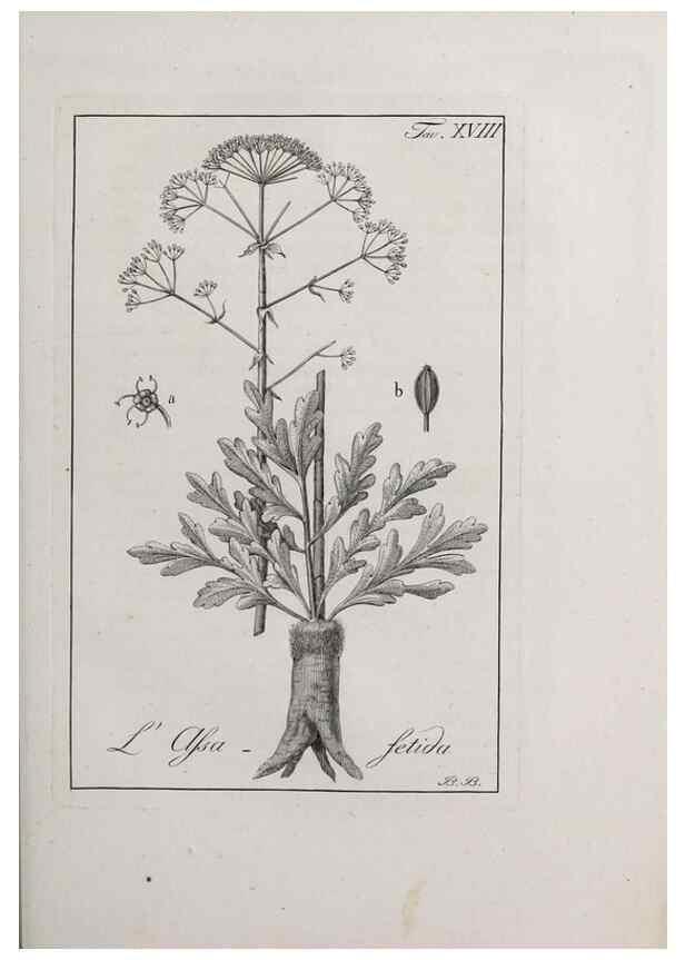 Reproducción/Reproduction 32339927157: Storia delle piante forastiere le più importanti nell'uso medico, od economico /. Milano :Nella stamperia di Giuseppe Marelli,1791-1794.. 