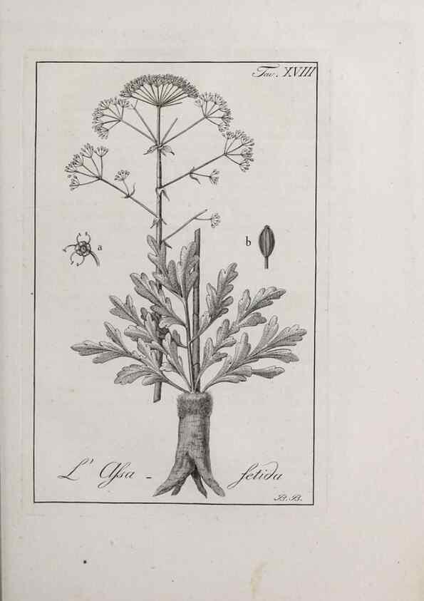 Reproducción/Reproduction 32339927157: Storia delle piante forastiere le più importanti nell'uso medico, od economico /. Milano :Nella stamperia di Giuseppe Marelli,1791-1794.. 