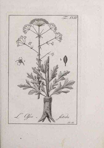 Reproducción/Reproduction 32339927157: Storia delle piante forastiere le più importanti nell'uso medico, od economico /. Milano :Nella stamperia di Giuseppe Marelli,1791-1794.. 