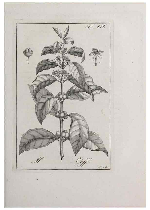 Reproducción/Reproduction 32339927837: Storia delle piante forastiere le più importanti nell'uso medico, od economico /. Milano :Nella stamperia di Giuseppe Marelli,1791-1794.. 