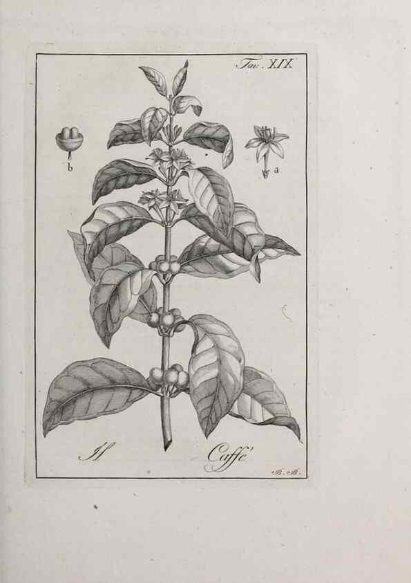 Reproducción/Reproduction 32339927837: Storia delle piante forastiere le più importanti nell'uso medico, od economico /. Milano :Nella stamperia di Giuseppe Marelli,1791-1794.. 