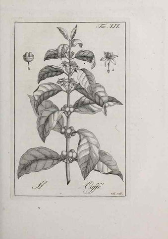 Reproducción/Reproduction 32339927837: Storia delle piante forastiere le più importanti nell'uso medico, od economico /. Milano :Nella stamperia di Giuseppe Marelli,1791-1794.. 