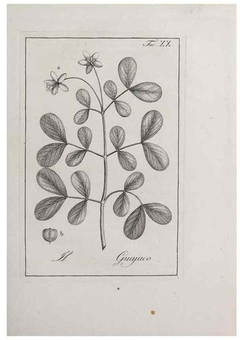 Reproducción/Reproduction 47281710291: Storia delle piante forastiere le più importanti nell'uso medico, od economico /. Milano :Nella stamperia di Giuseppe Marelli,1791-1794.. 
