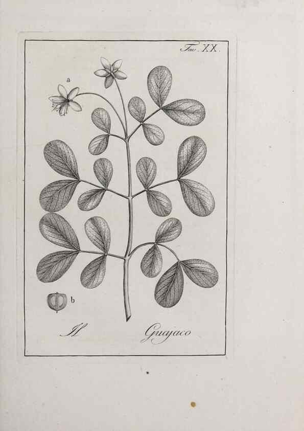Reproducción/Reproduction 47281710291: Storia delle piante forastiere le più importanti nell'uso medico, od economico /. Milano :Nella stamperia di Giuseppe Marelli,1791-1794.. 