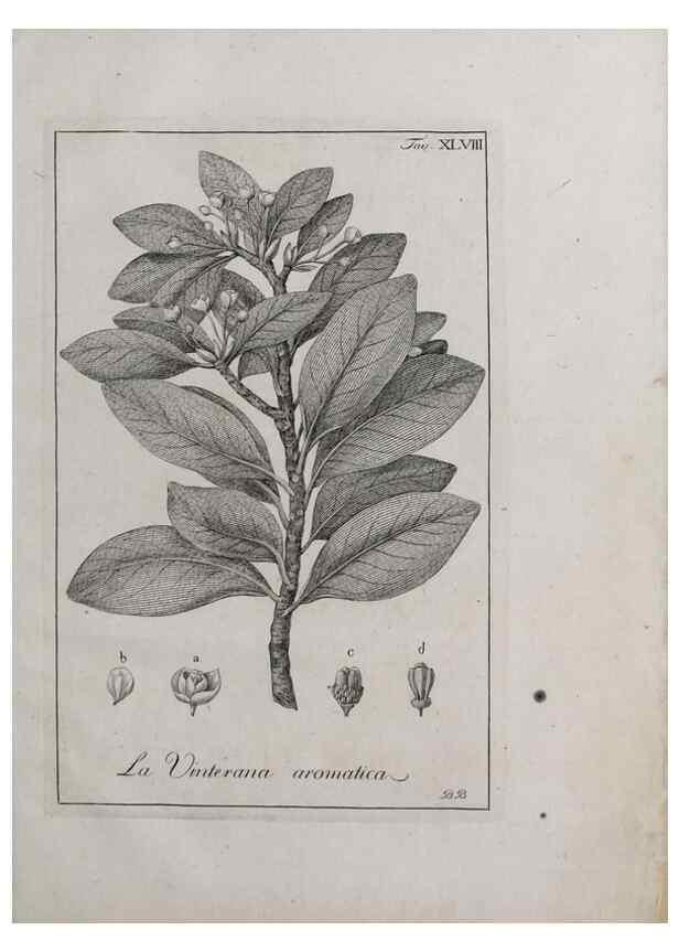 Reproducción/Reproduction 47281815521: Storia delle piante forastiere le più importanti nell'uso medico, od economico /. Milano :Nella stamperia di Giuseppe Marelli,1791-1794.. 
