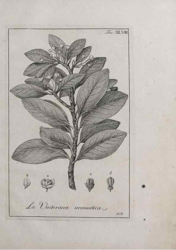 Reproducción/Reproduction 47281815521: Storia delle piante forastiere le più importanti nell'uso medico, od economico /. Milano :Nella stamperia di Giuseppe Marelli,1791-1794.. 