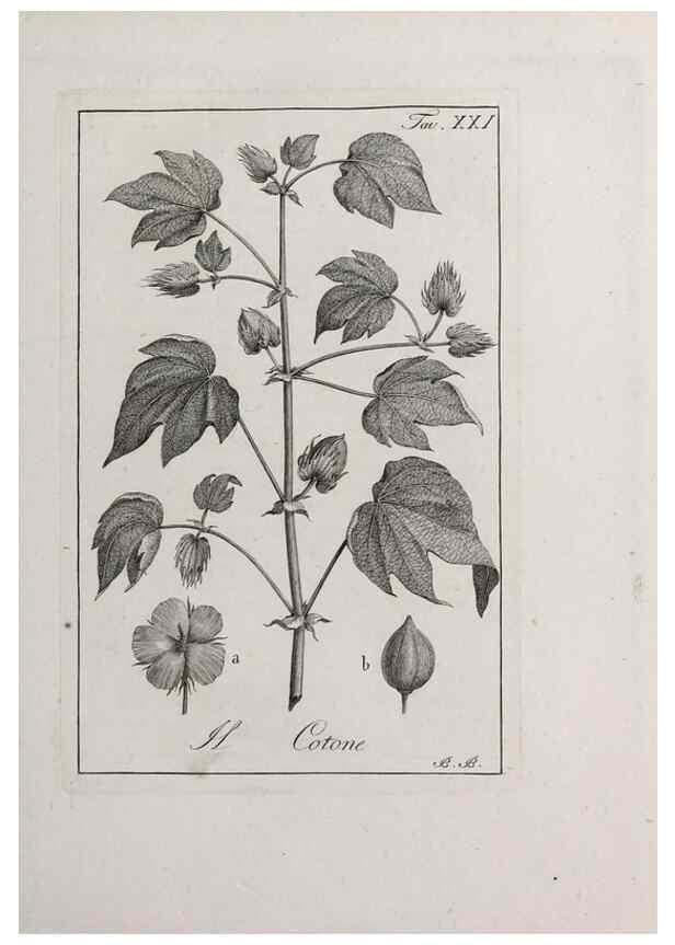 Reproducción/Reproduction 32339929147: Storia delle piante forastiere le più importanti nell'uso medico, od economico /. Milano :Nella stamperia di Giuseppe Marelli,1791-1794.. 