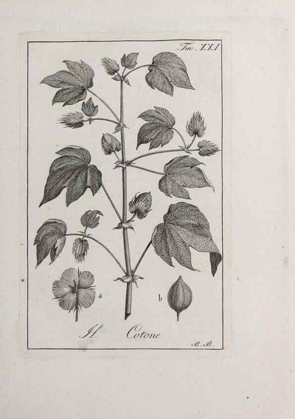 Reproducción/Reproduction 32339929147: Storia delle piante forastiere le più importanti nell'uso medico, od economico /. Milano :Nella stamperia di Giuseppe Marelli,1791-1794.. 