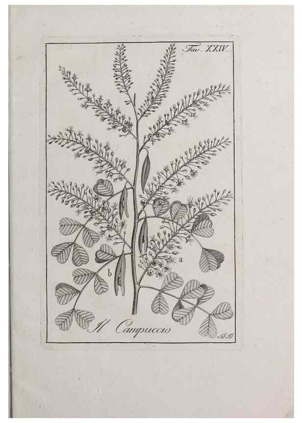 Reproducción/Reproduction 32339931437: Storia delle piante forastiere le più importanti nell'uso medico, od economico /. Milano :Nella stamperia di Giuseppe Marelli,1791-1794.. 