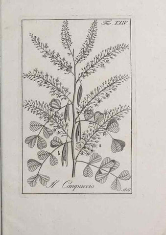 Reproducción/Reproduction 32339931437: Storia delle piante forastiere le più importanti nell'uso medico, od economico /. Milano :Nella stamperia di Giuseppe Marelli,1791-1794.. 