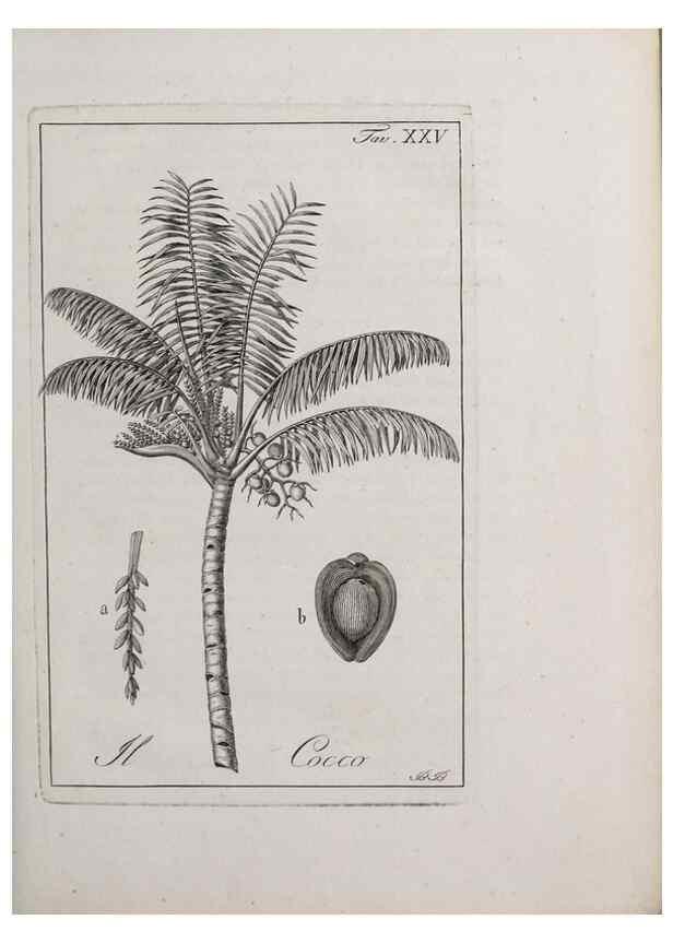 Reproducción/Reproduction 46558743764: Storia delle piante forastiere le più importanti nell'uso medico, od economico /. Milano :Nella stamperia di Giuseppe Marelli,1791-1794.. 