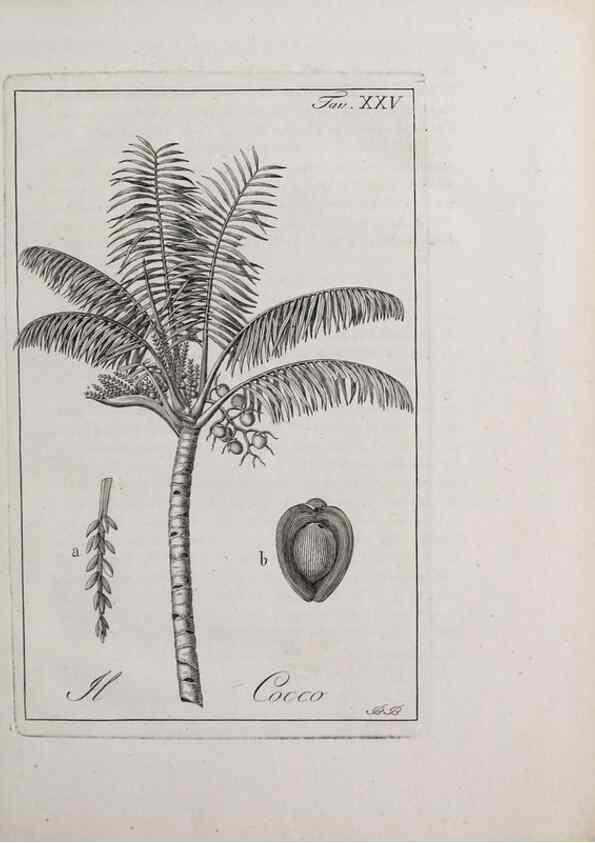 Reproducción/Reproduction 46558743764: Storia delle piante forastiere le più importanti nell'uso medico, od economico /. Milano :Nella stamperia di Giuseppe Marelli,1791-1794.. 