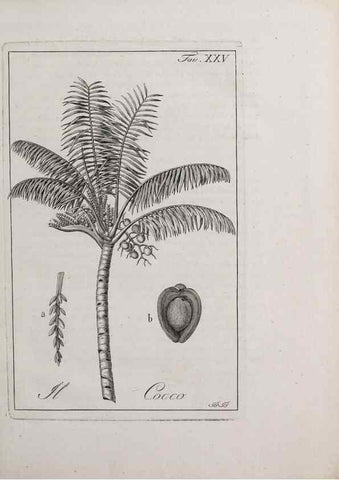 Reproducción/Reproduction 46558743764: Storia delle piante forastiere le più importanti nell'uso medico, od economico /. Milano :Nella stamperia di Giuseppe Marelli,1791-1794.. 