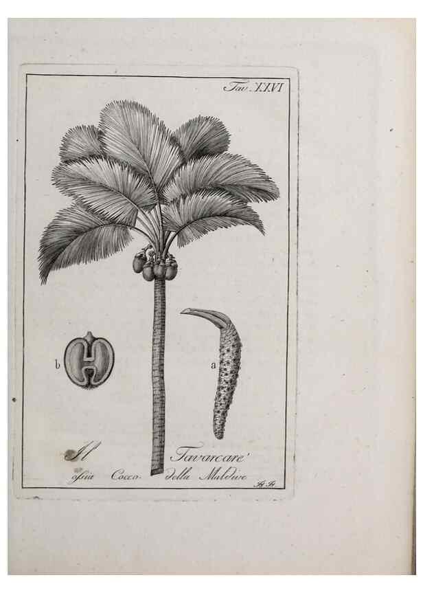 Reproducción/Reproduction 40317309533: Storia delle piante forastiere le più importanti nell'uso medico, od economico /. Milano :Nella stamperia di Giuseppe Marelli,1791-1794.. 