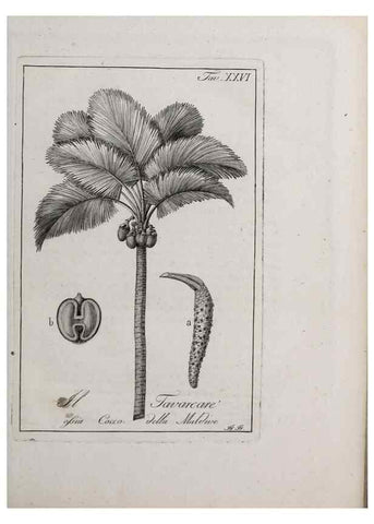 Reproducción/Reproduction 40317309533: Storia delle piante forastiere le più importanti nell'uso medico, od economico /. Milano :Nella stamperia di Giuseppe Marelli,1791-1794.. 