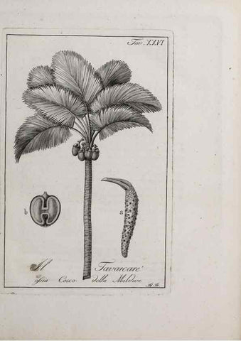 Reproducción/Reproduction 40317309533: Storia delle piante forastiere le più importanti nell'uso medico, od economico /. Milano :Nella stamperia di Giuseppe Marelli,1791-1794.. 