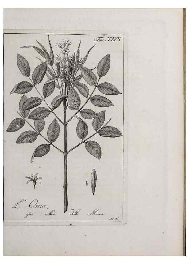 Reproducción/Reproduction 47281799331: Storia delle piante forastiere le più importanti nell'uso medico, od economico /. Milano :Nella stamperia di Giuseppe Marelli,1791-1794.. 
