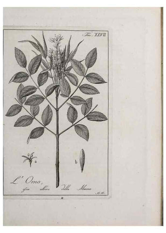 Reproducción/Reproduction 47281799331: Storia delle piante forastiere le più importanti nell'uso medico, od economico /. Milano :Nella stamperia di Giuseppe Marelli,1791-1794.. 