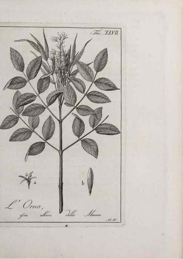 Reproducción/Reproduction 47281799331: Storia delle piante forastiere le più importanti nell'uso medico, od economico /. Milano :Nella stamperia di Giuseppe Marelli,1791-1794.. 