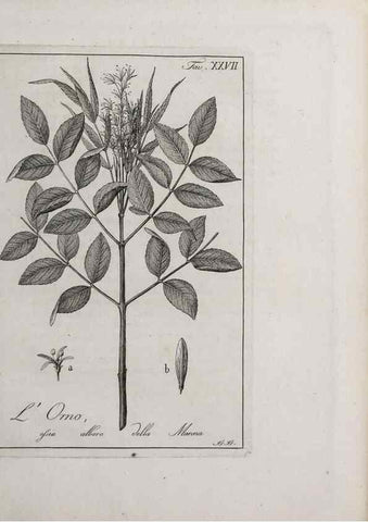Reproducción/Reproduction 47281799331: Storia delle piante forastiere le più importanti nell'uso medico, od economico /. Milano :Nella stamperia di Giuseppe Marelli,1791-1794.. 