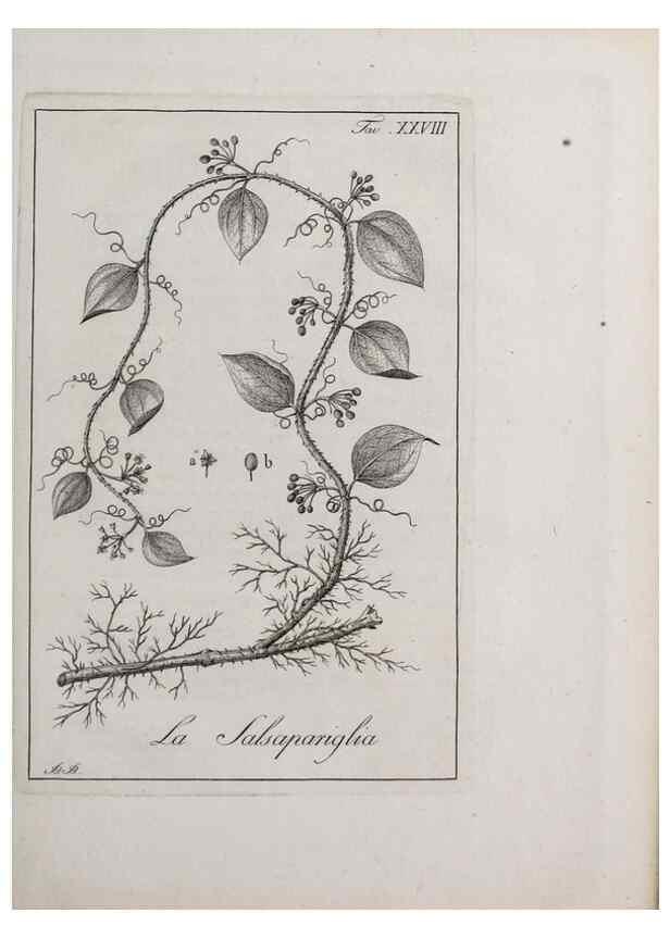 Reproducción/Reproduction 46367349605: Storia delle piante forastiere le più importanti nell'uso medico, od economico /. Milano :Nella stamperia di Giuseppe Marelli,1791-1794.. 